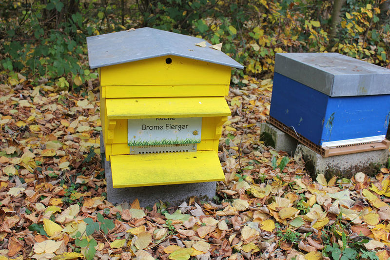 La ruche Brome Fierger